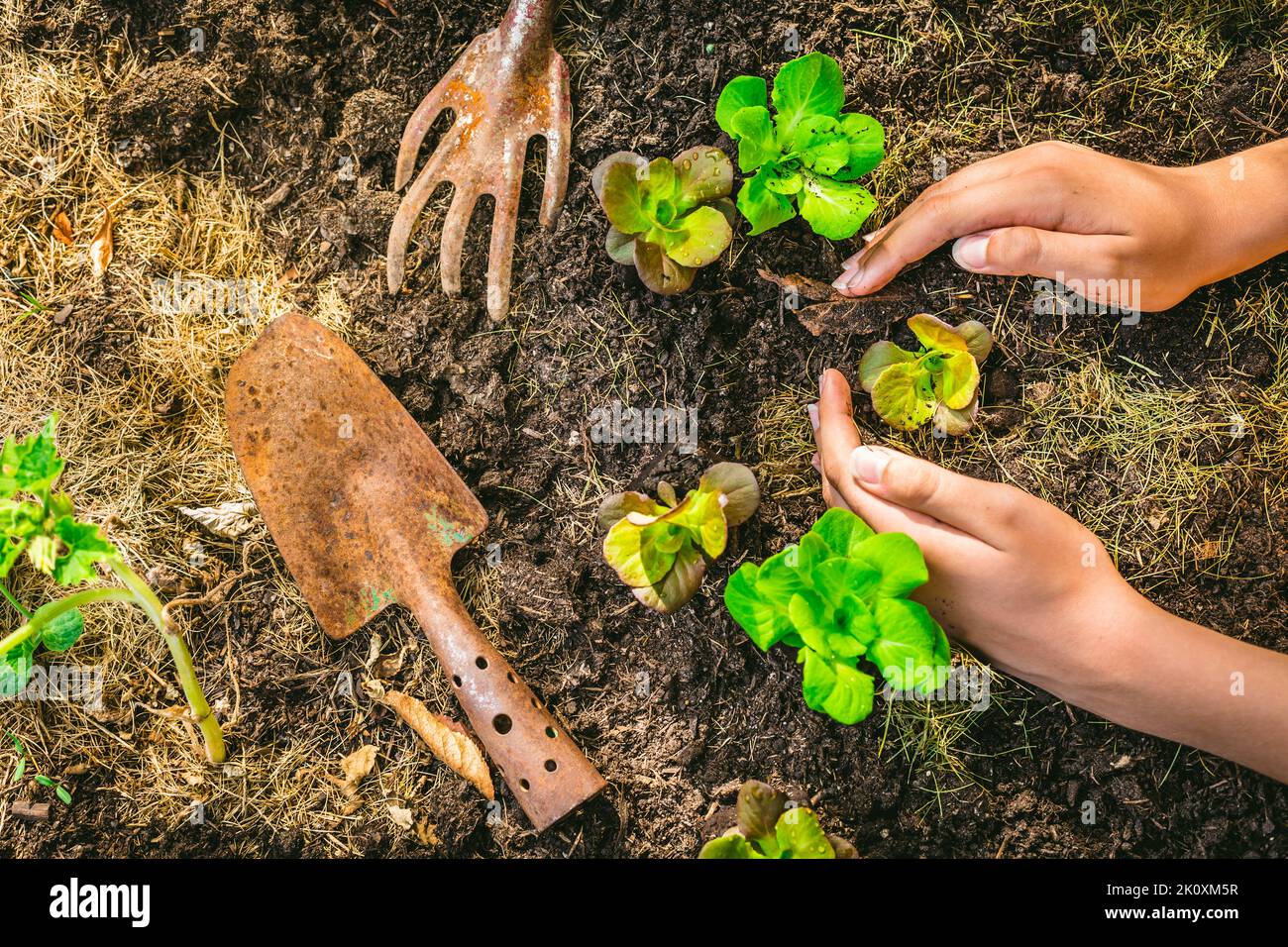 Piantando giovani piantine di lattuga in letto vegetale sollevato Foto Stock