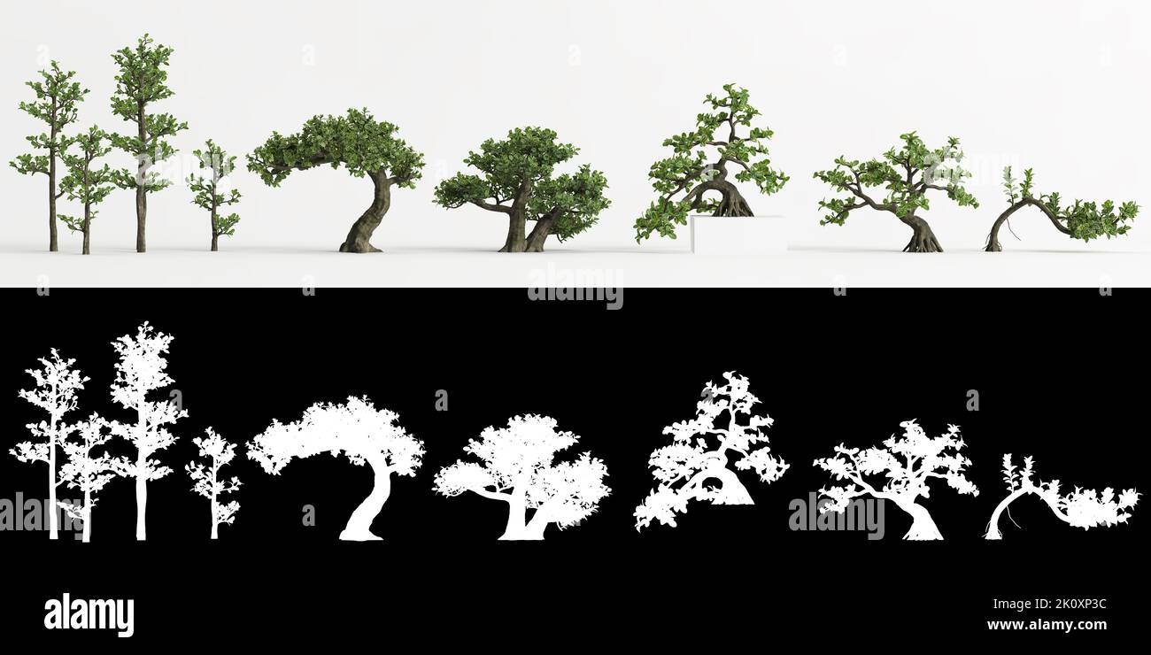 3D illustrazione di set Serissa japonica bonsai isolato su bianco e la sua maschera Foto Stock