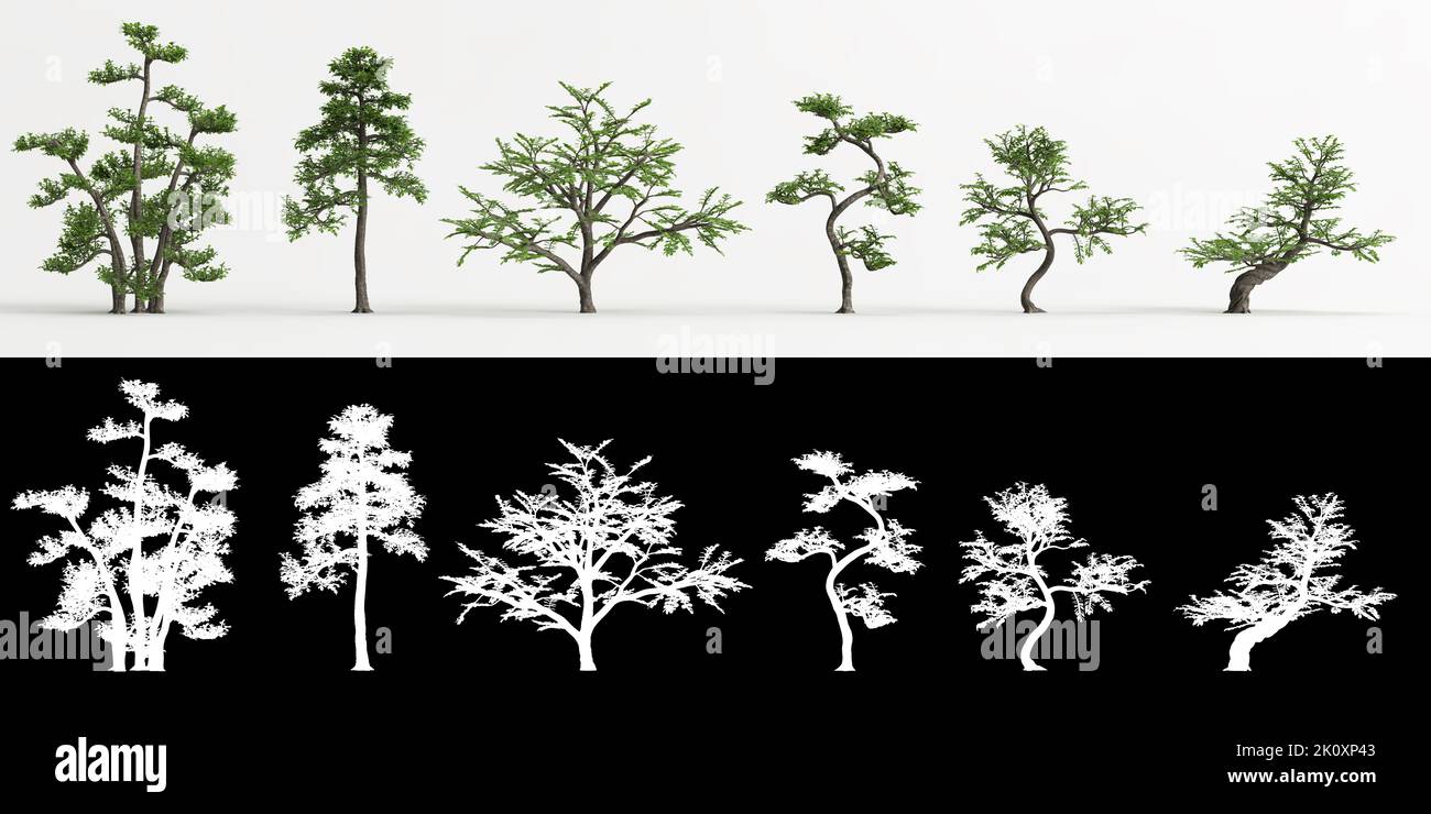 3D illustrazione del set Zanthoxylum piperitum bonsai isolato su bianco e la sua maschera Foto Stock