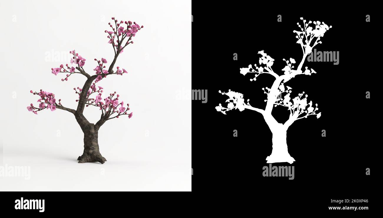 3D illustrazione del bonsai mume armiaca isolato su bianco e la sua maschera Foto Stock