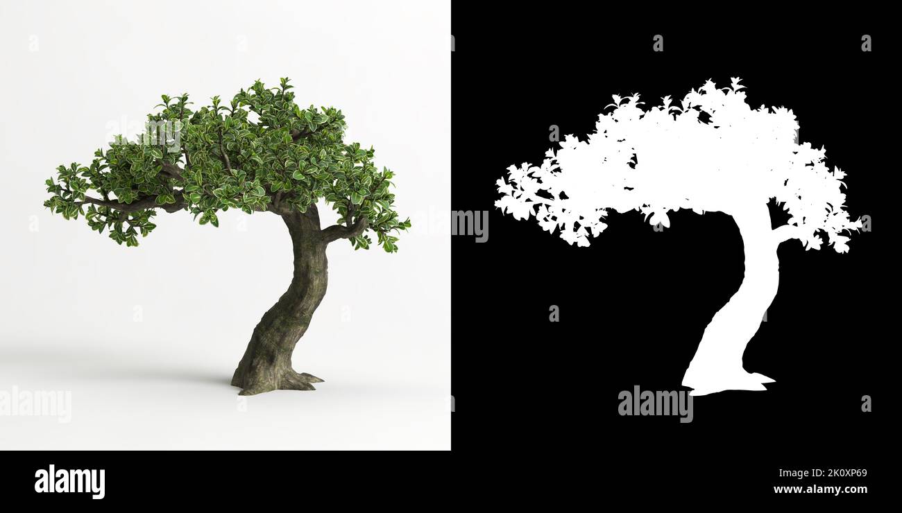 3D illustrazione di Serissa japonica bonsai isolato su bianco e la sua maschera Foto Stock
