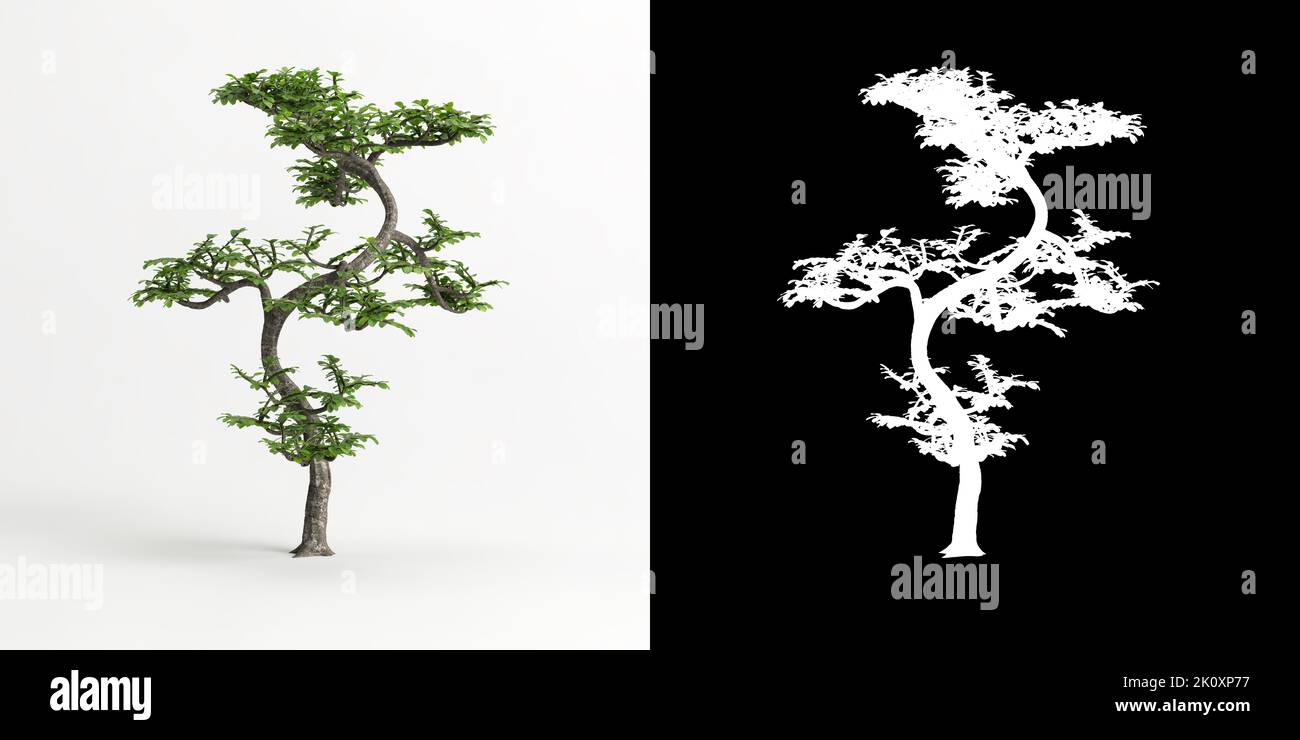 3D illustrazione di Zanthoxylum piperitum bonsai isolato su bianco e la sua maschera Foto Stock