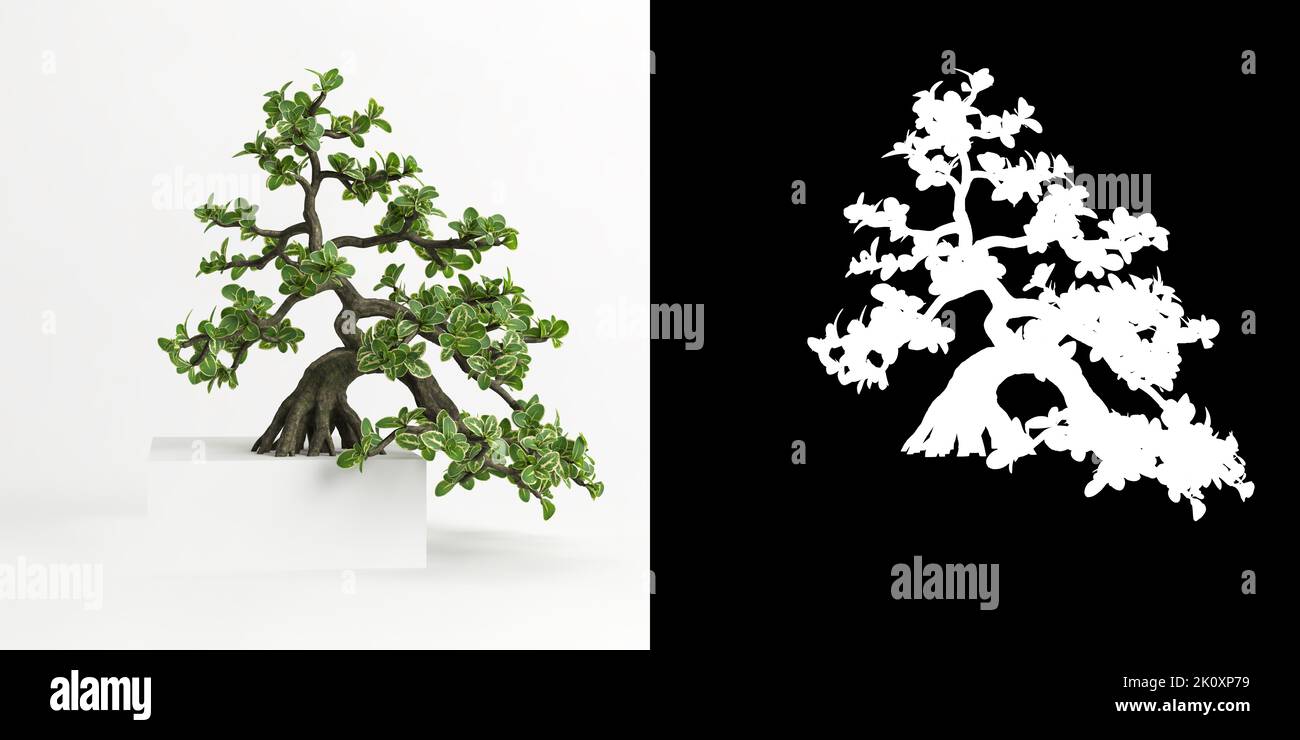 3D illustrazione di Serissa japonica bonsai isolato su bianco e la sua maschera Foto Stock