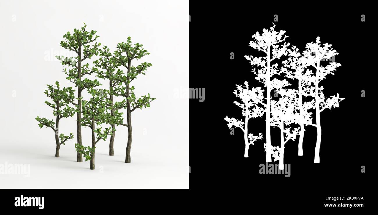 3D illustrazione di Serissa japonica bonsai isolato su bianco e la sua maschera Foto Stock