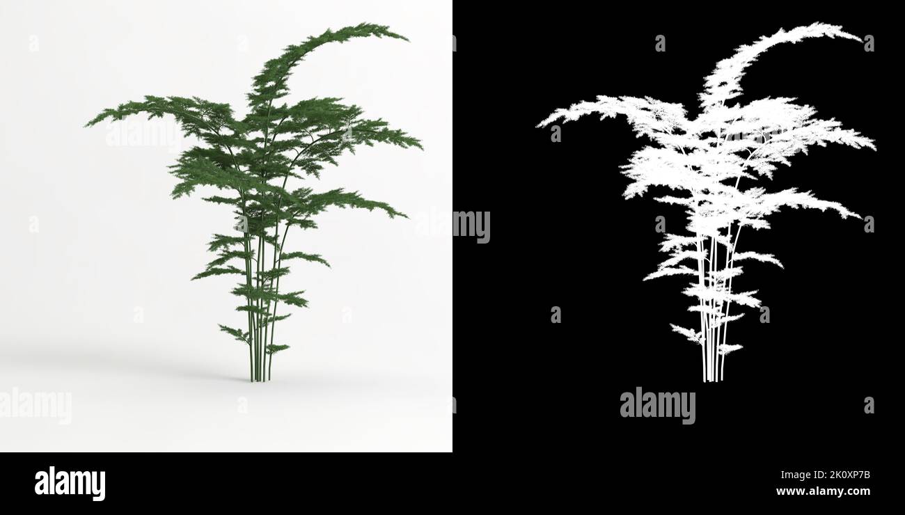 3D illustrazione di Asparagus setaceus albero isolato su bianco e la sua maschera Foto Stock