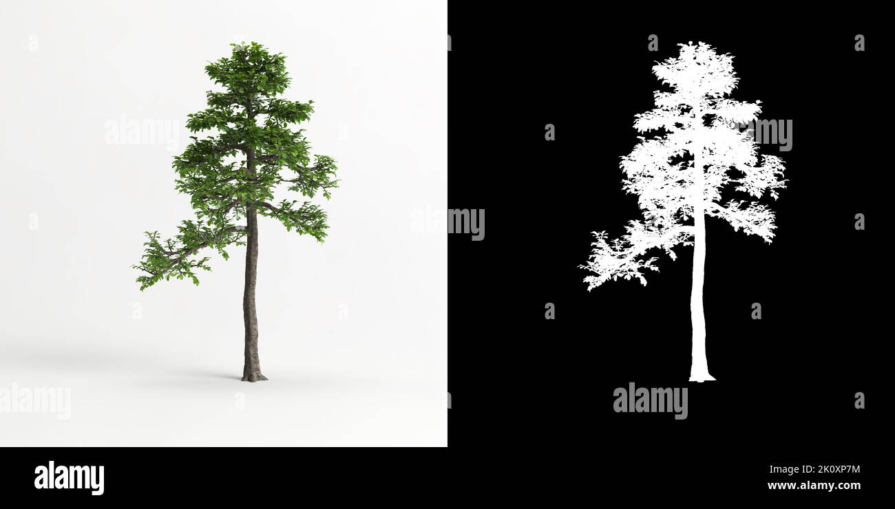 3D illustrazione di Zanthoxylum piperitum bonsai isolato su bianco e la sua maschera Foto Stock