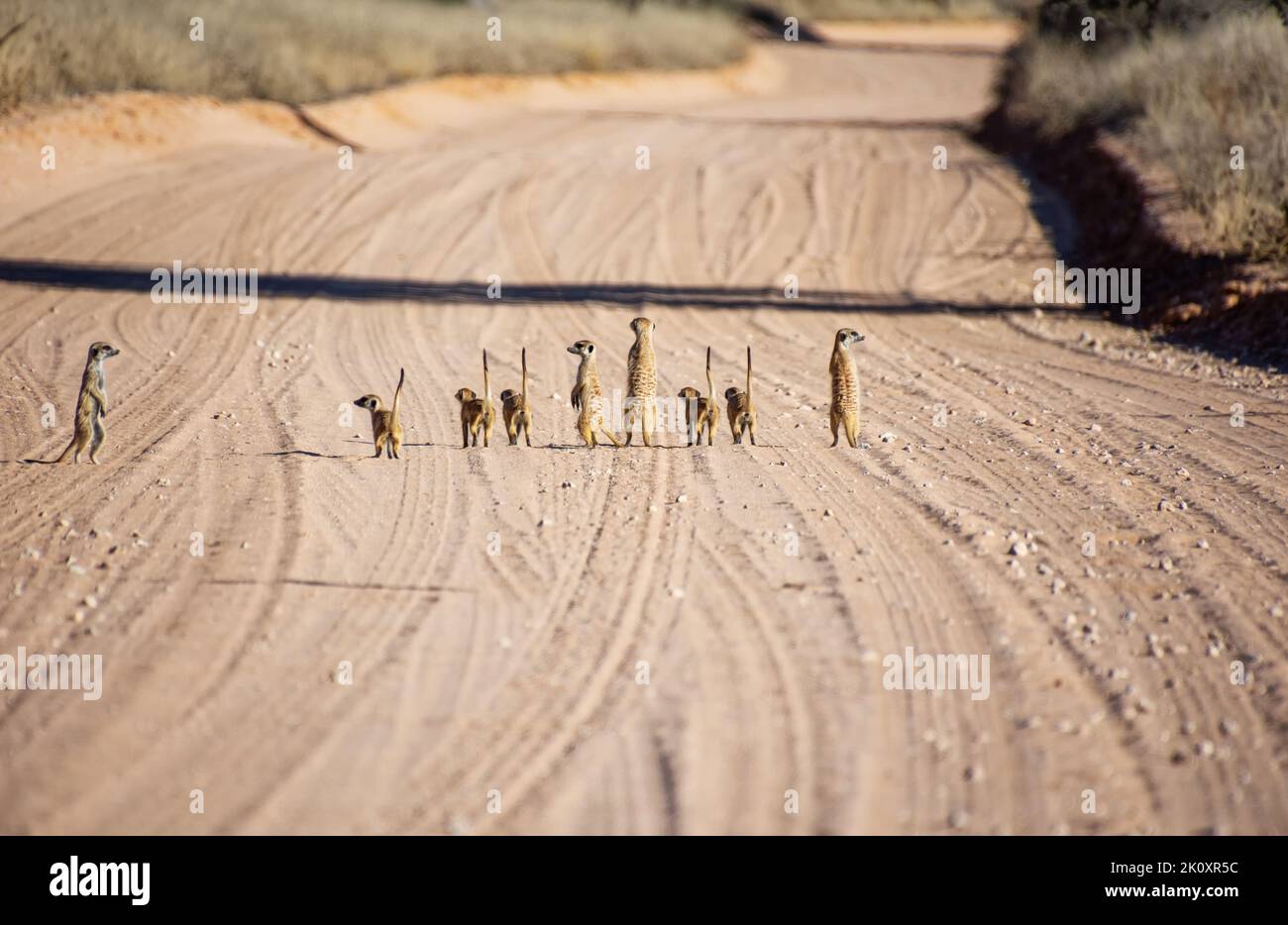 I meerkat corrono lungo una pista sterrata nella savana di Kalahari Foto Stock