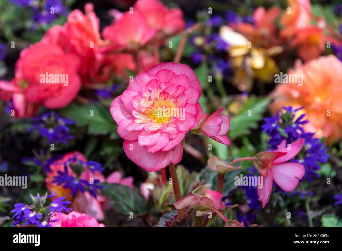 Fiori diversi rosa e viola in un primo piano fiorito all'aperto, fuoco selettivo Foto Stock