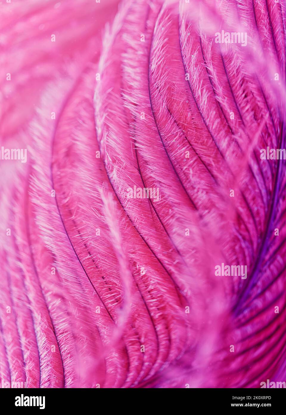 Bellissimo sfondo astratto con piume viola. Foto Stock