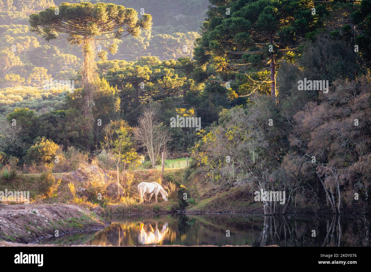 Cavallo solitario al lago, Rio Grande do sul pampa paesaggio - Brasile Meridionale Foto Stock