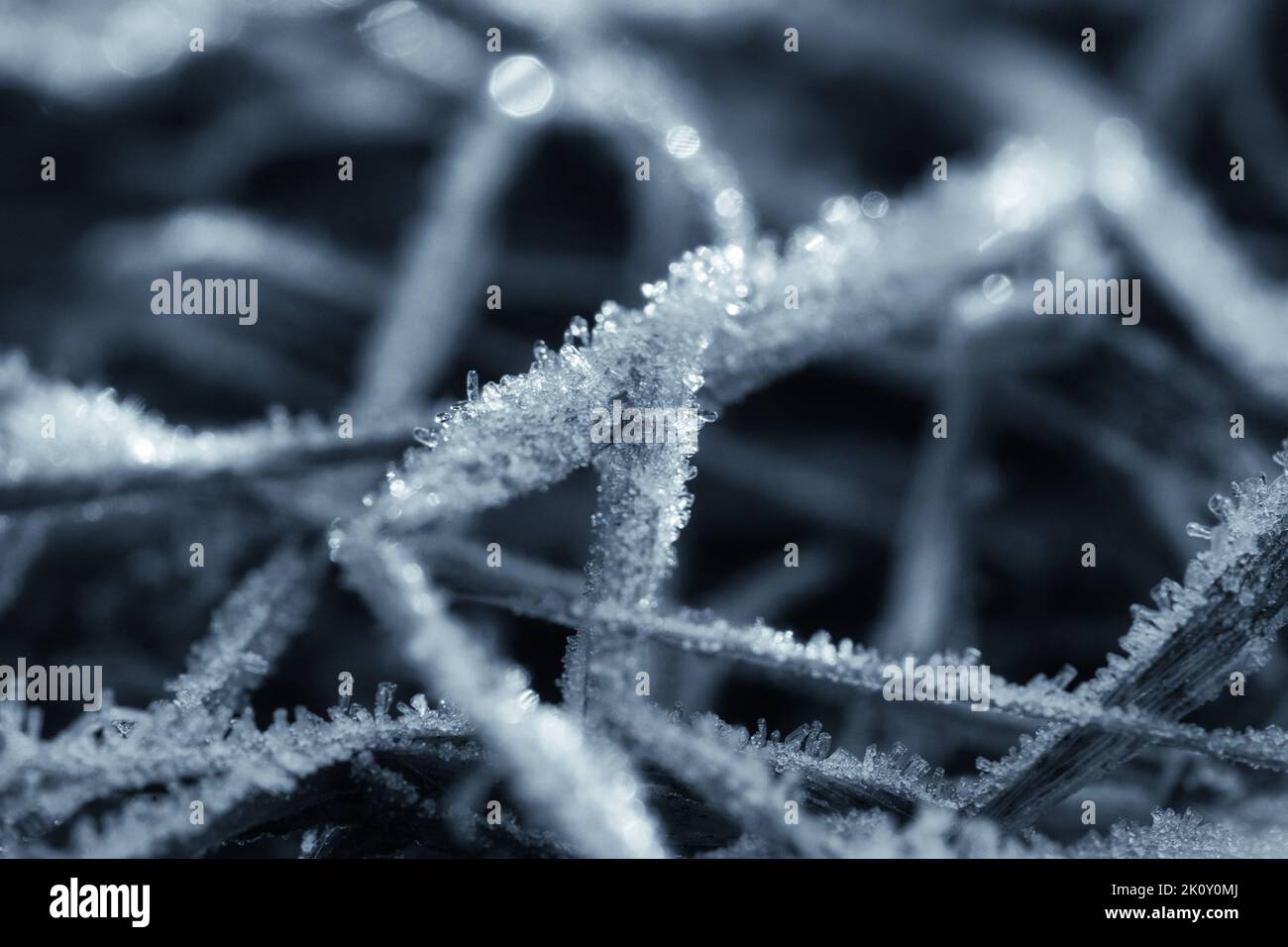 Cristalli di ghiaccio in bianco e nero, su un filo d'erba in inverno. Primo piano dell'acqua congelata. Macro scattata dalla natura Foto Stock
