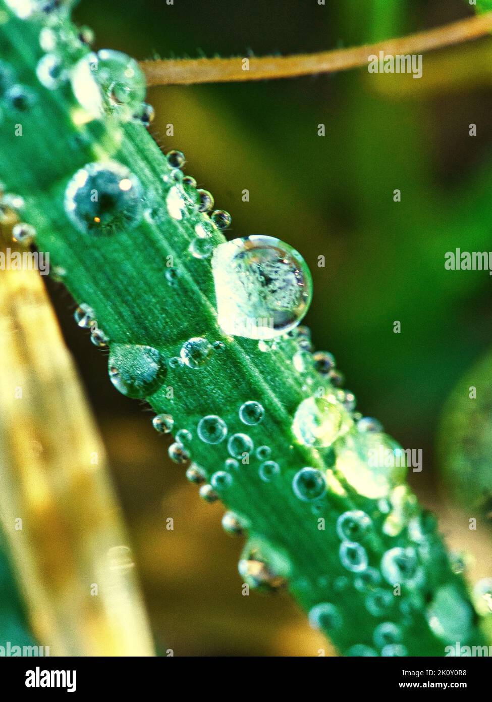 La rugiada congelata cade su un filo d'erba. Primo piano dell'acqua congelata. Macro scattata dalla natura Foto Stock