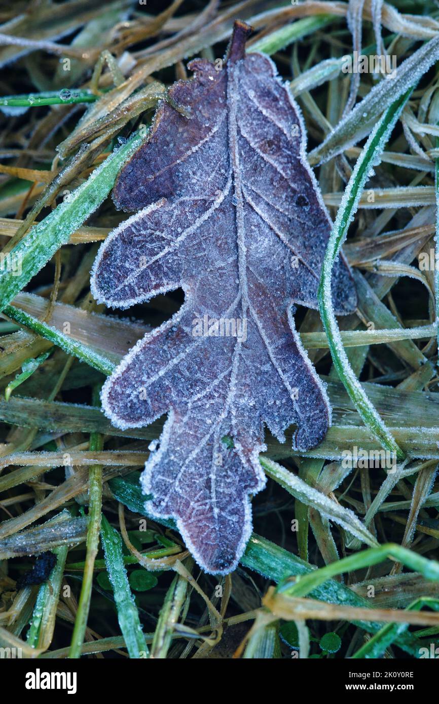 Cristalli di ghiaccio sulle foglie che giacciono sul terreno. Primo piano dell'acqua congelata. Macro scattata dalla natura Foto Stock