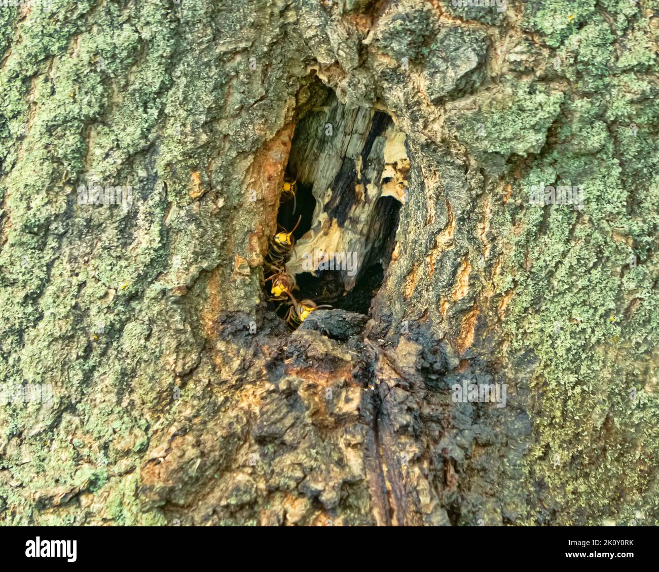 Nido dei calabroni vespiari nella cavità di un albero di quercia. Corno ...