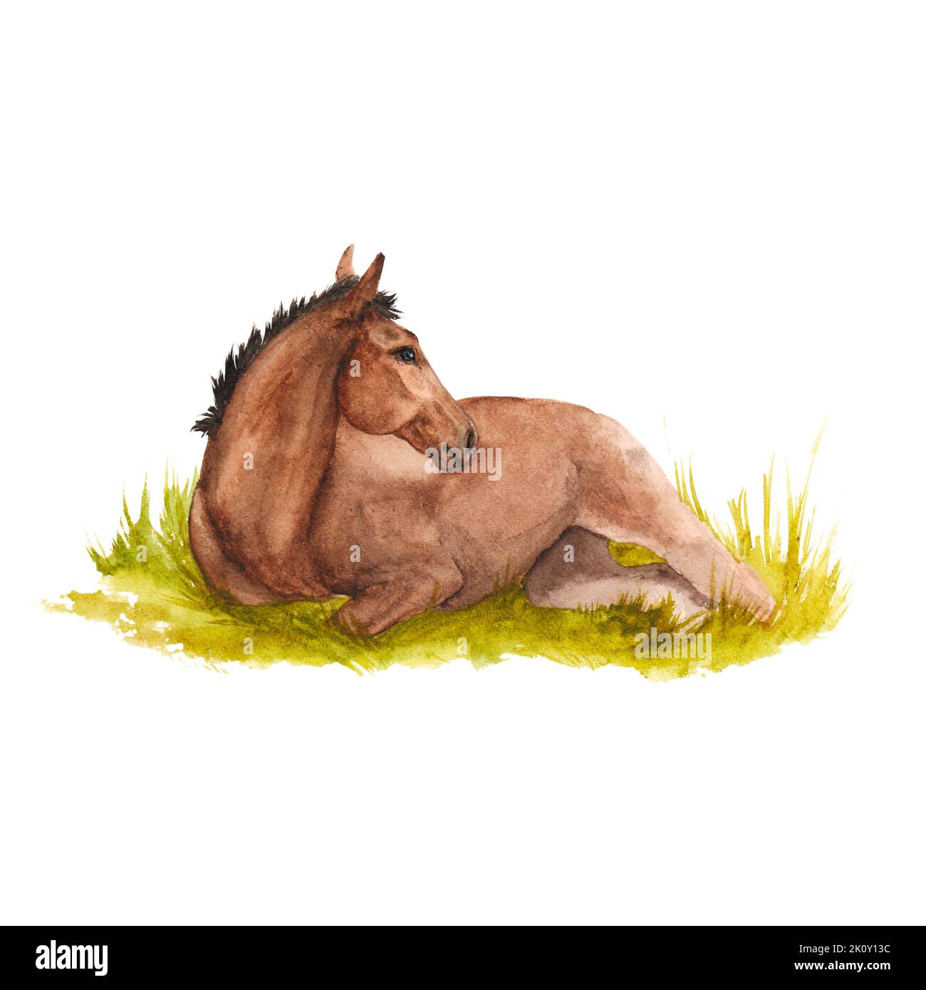 Acquerello illustrazione di cavallo giacente nell'erba isolata Foto Stock