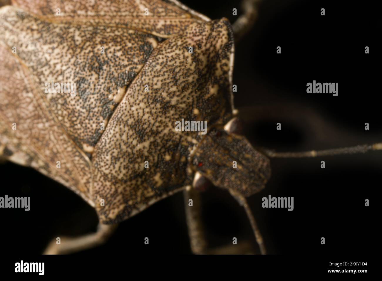 Veri bug (Hemiptera), testa ultra macro ritratto su sfondo nero. Bug di fotografia macro Foto Stock