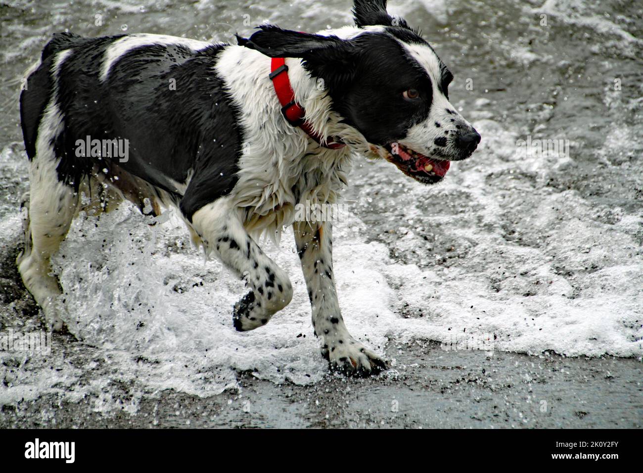 Il cane spruzzi circa sulle acque bordo del mare. Goccioline d'acqua congelate Foto Stock