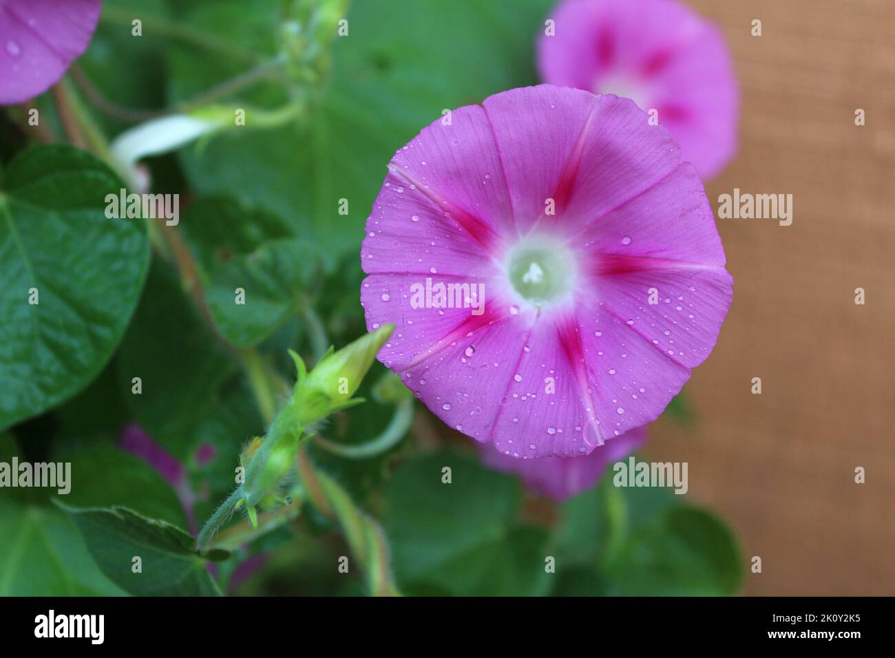 Una Gloria Pink Morning Bloom nella prima mattina Foto Stock