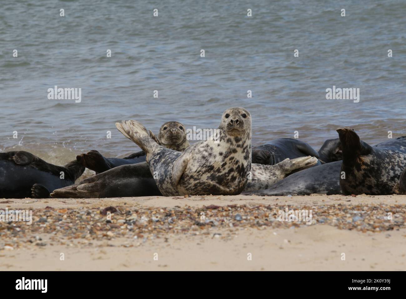 Giovane guarnizione grigia che sale per tenere sotto controllo un gruppo di guarnizioni a riposo Foto Stock