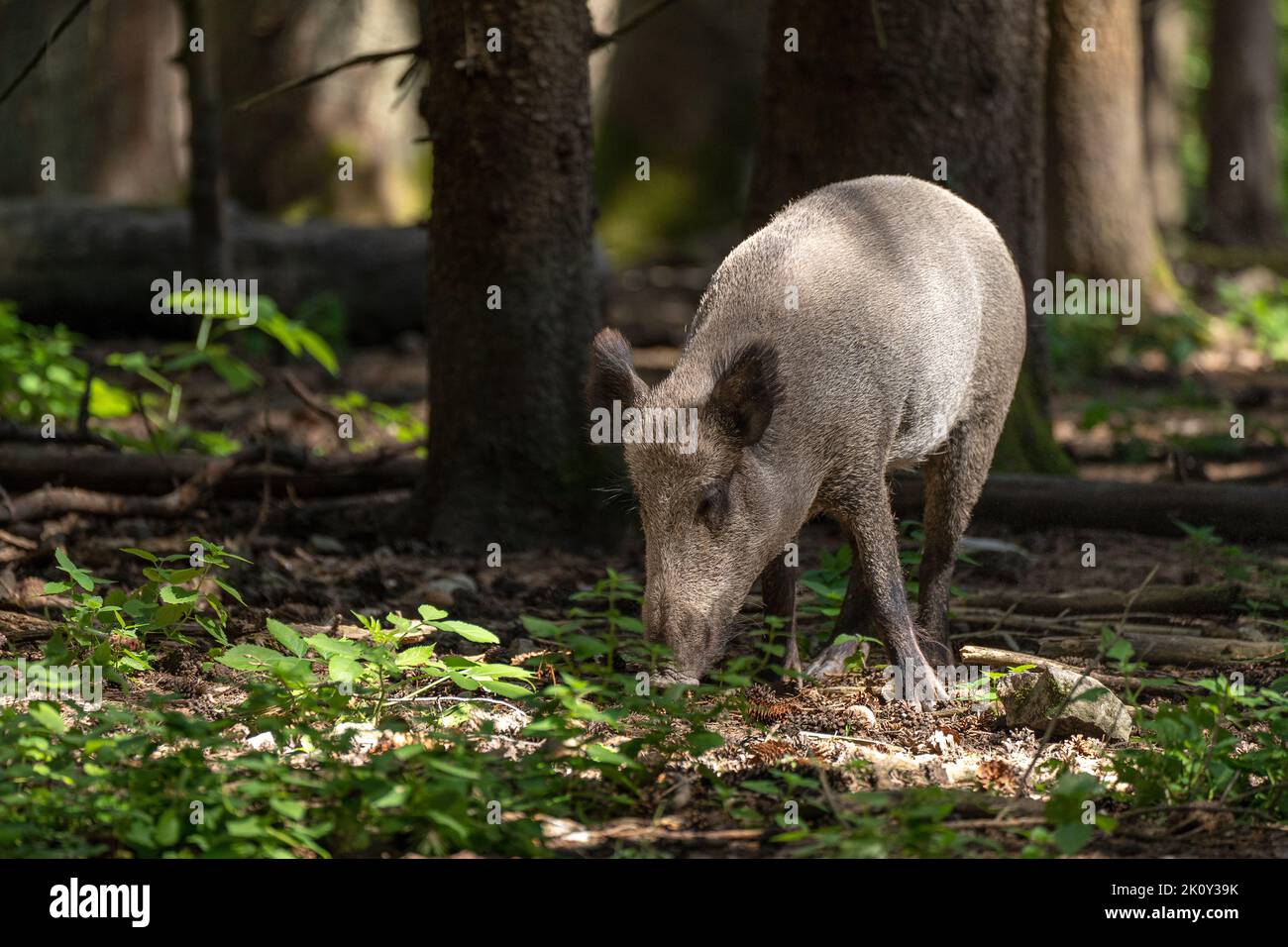 Cinghiale nella foresta è alla ricerca di qualcosa da mangiare Foto Stock