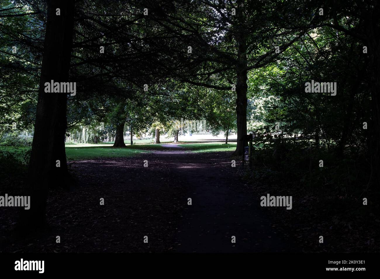 La luce del sole è visibile attraverso un baldacchino di alberi spessi e fogliame in una tarda giornata estiva nello Yorkshire Sculpture Park, Wakefield Foto Stock