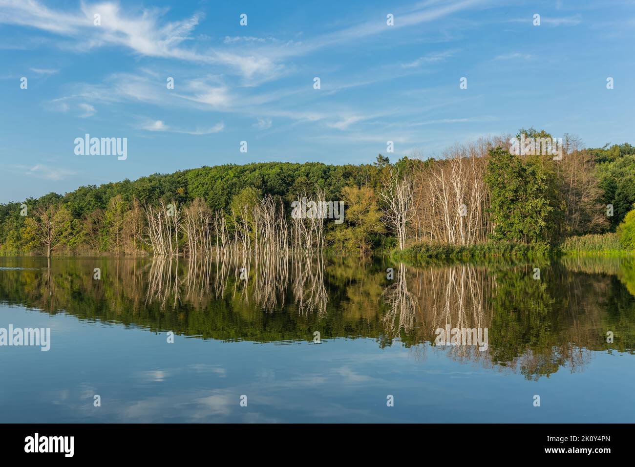 Vista sul lago e riflesso degli alberi verdi e del cielo blu e delle nuvole bianche nell'acqua calma. Giorno estivo di sole. Paesaggio rurale panoramico. Foto Stock