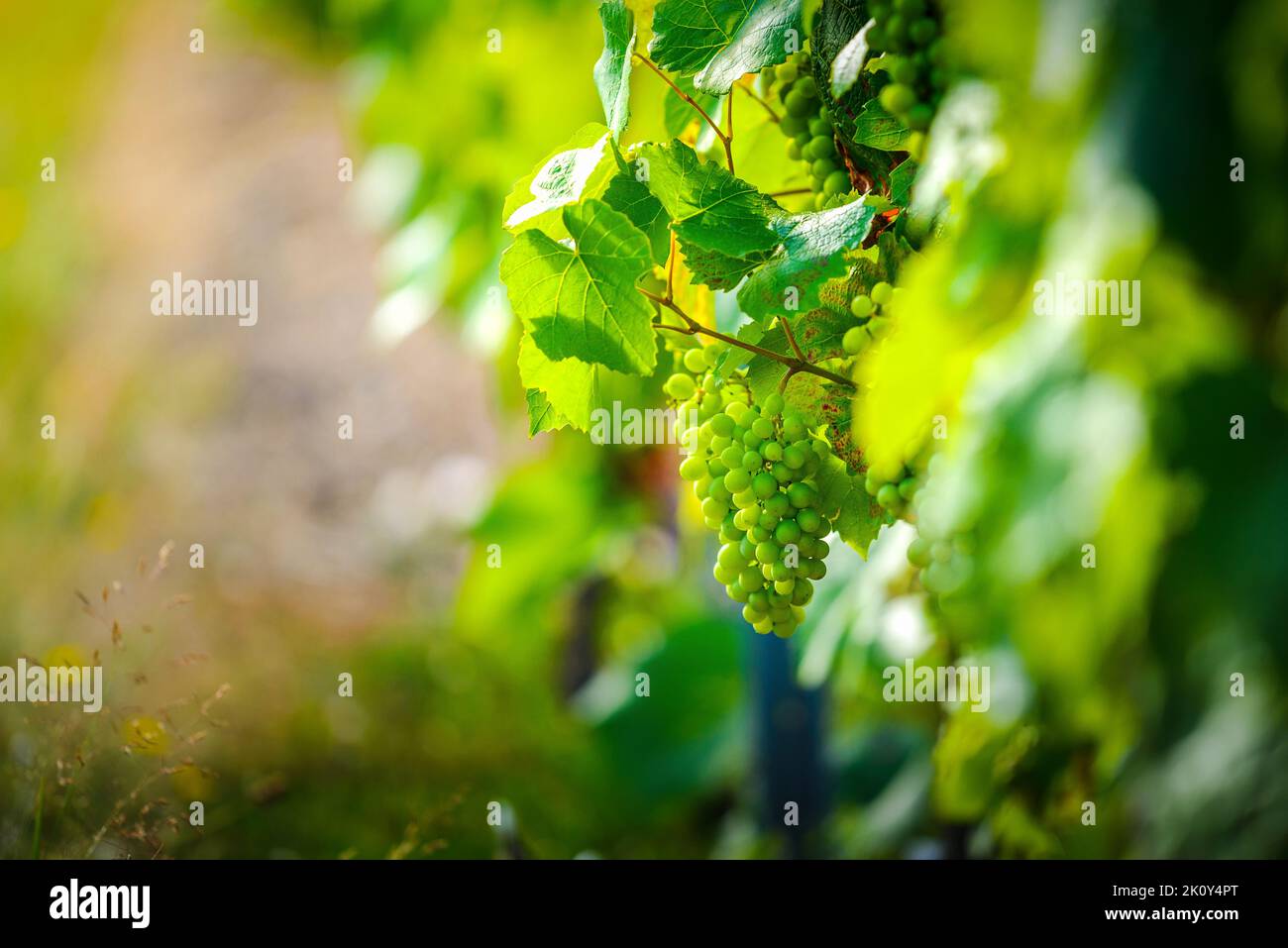 Giovane uva gamay di Beaujolais con luci del mattino in Francia Foto Stock