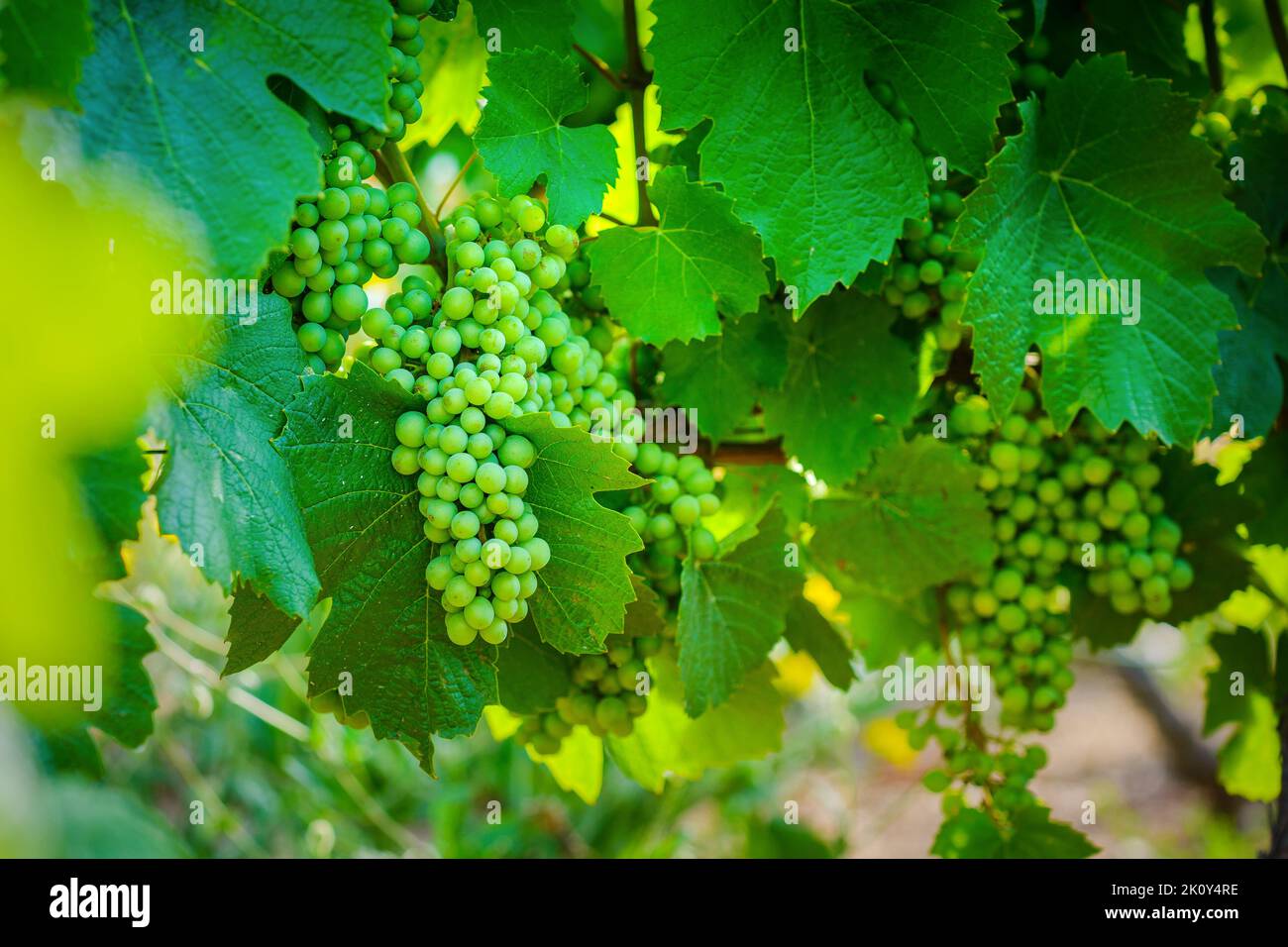 Giovane uva gamay di Beaujolais con luci del mattino in Francia Foto Stock
