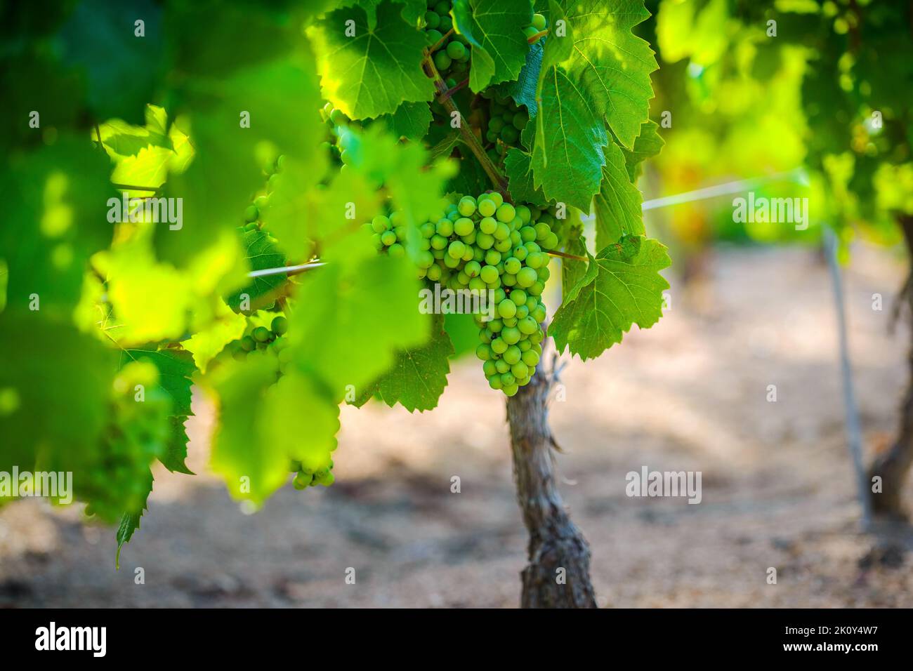 Giovane uva gamay di Beaujolais con luci del mattino in Francia Foto Stock