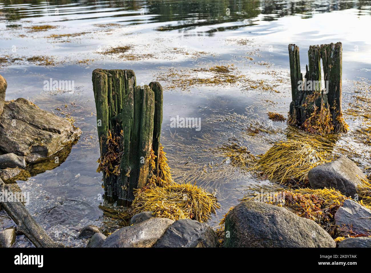 Bassa marea che mostra rocce aspre e sporgenze lungo la costa del Maine nella luce del mattino presto. Foto Stock