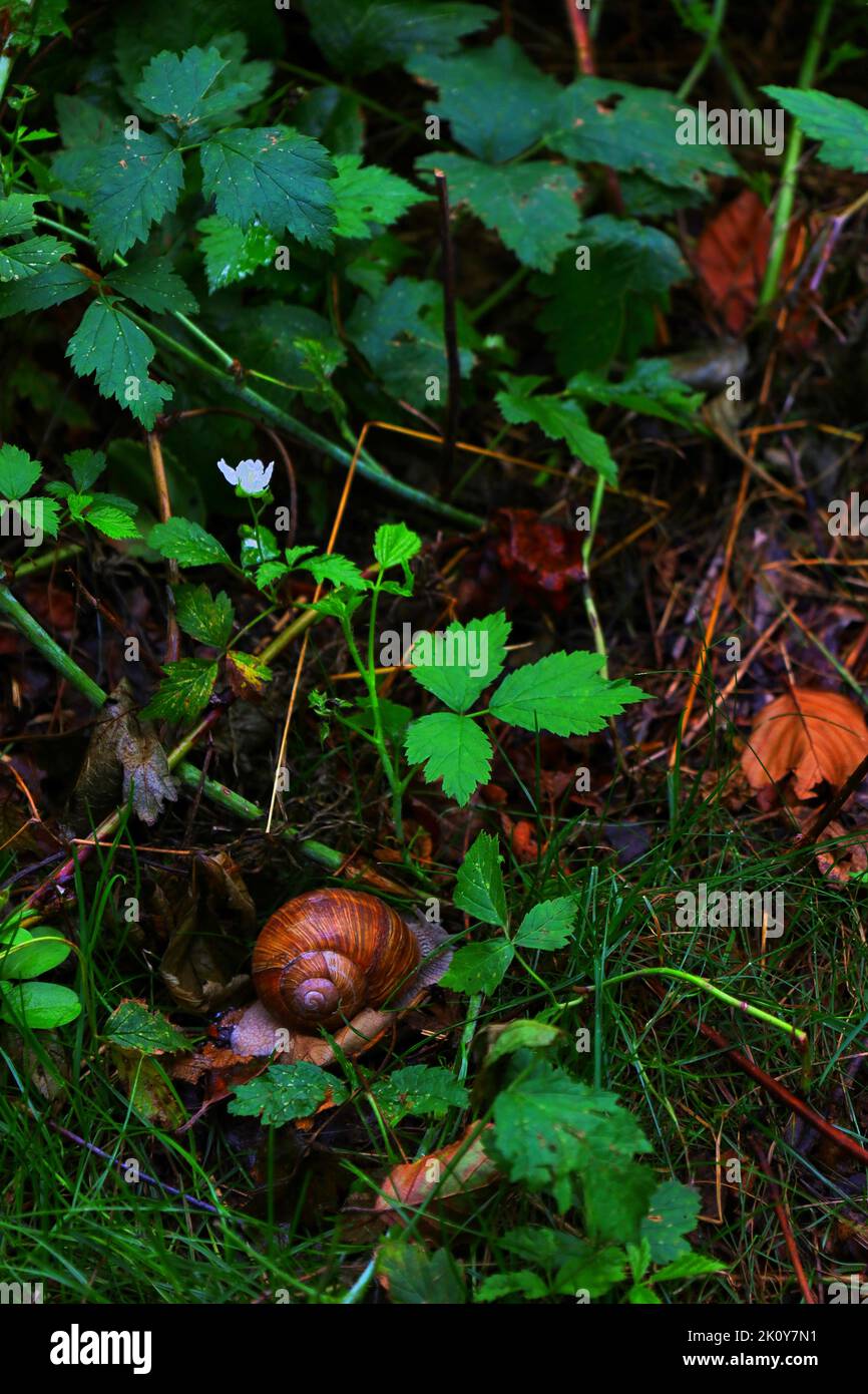 Una lumaca su un terreno boschivo bagnato, tiro verticale Foto Stock