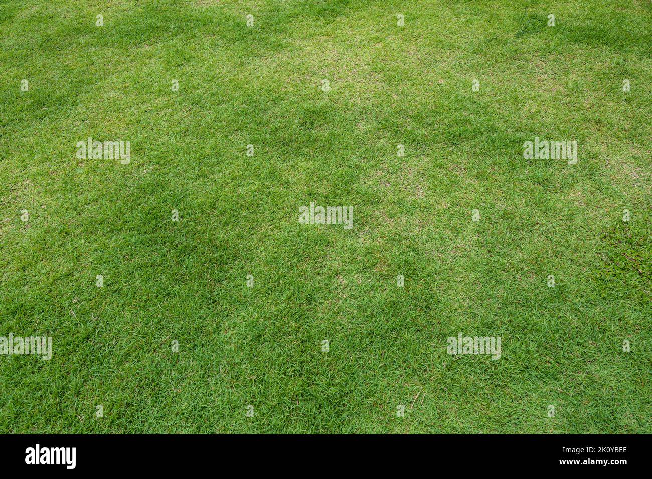 Prato verde campo di erba per sfondo sportivo. Foto Stock