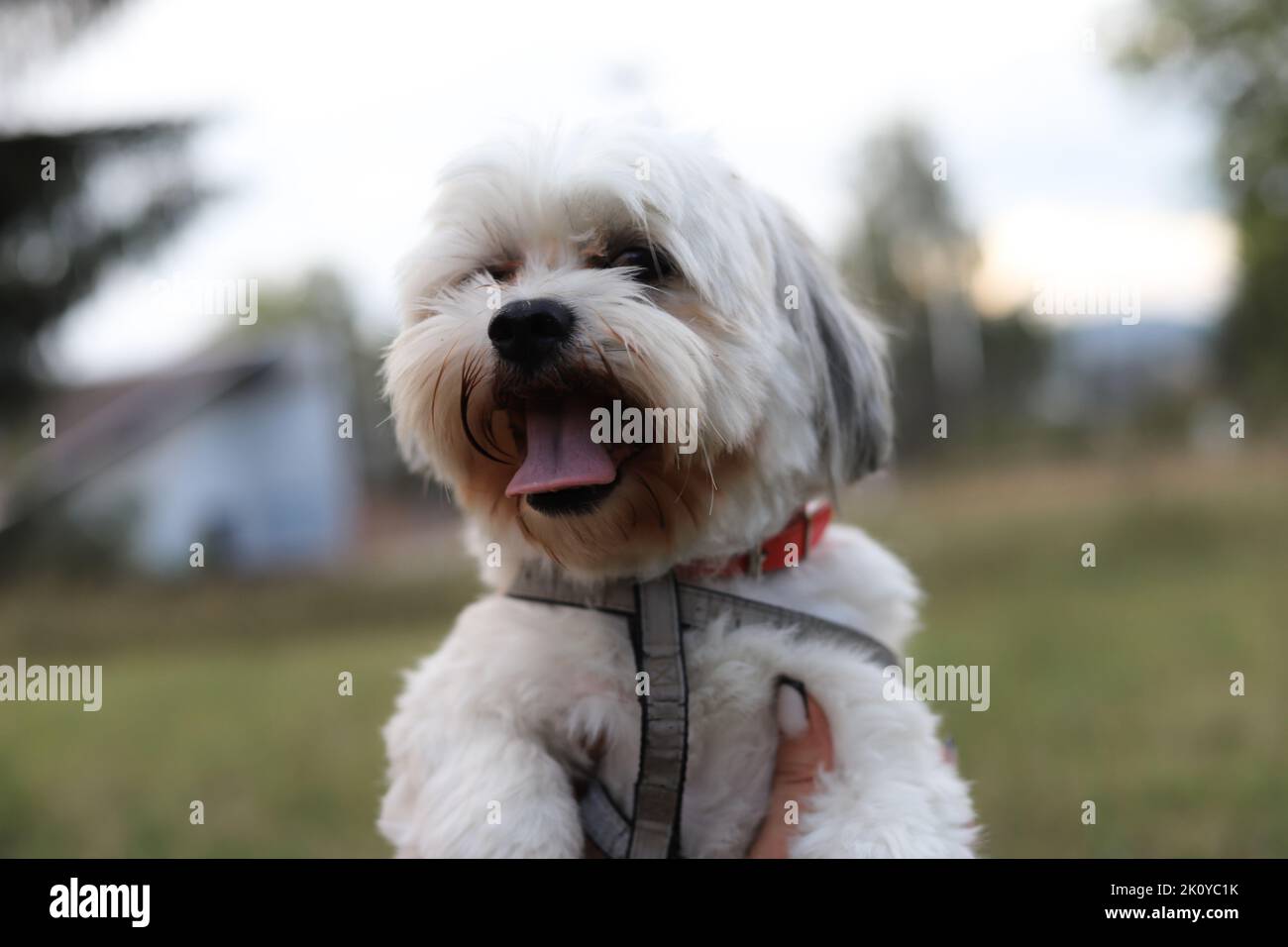 Un cane bianco felice Bichon Havanese con un guinzaglio tenuto dal suo proprietario Foto Stock