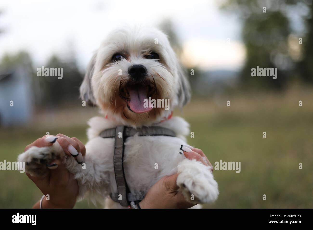 Un cane bianco felice Bichon Havanese con un guinzaglio tenuto dal suo proprietario Foto Stock