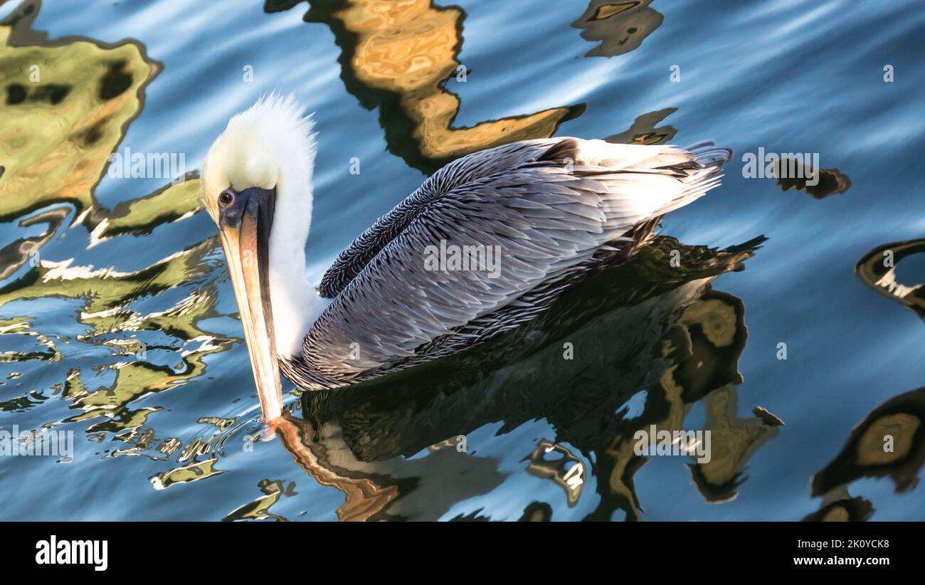Scarpata di Pelican su un corpo di acqua. Foto Stock