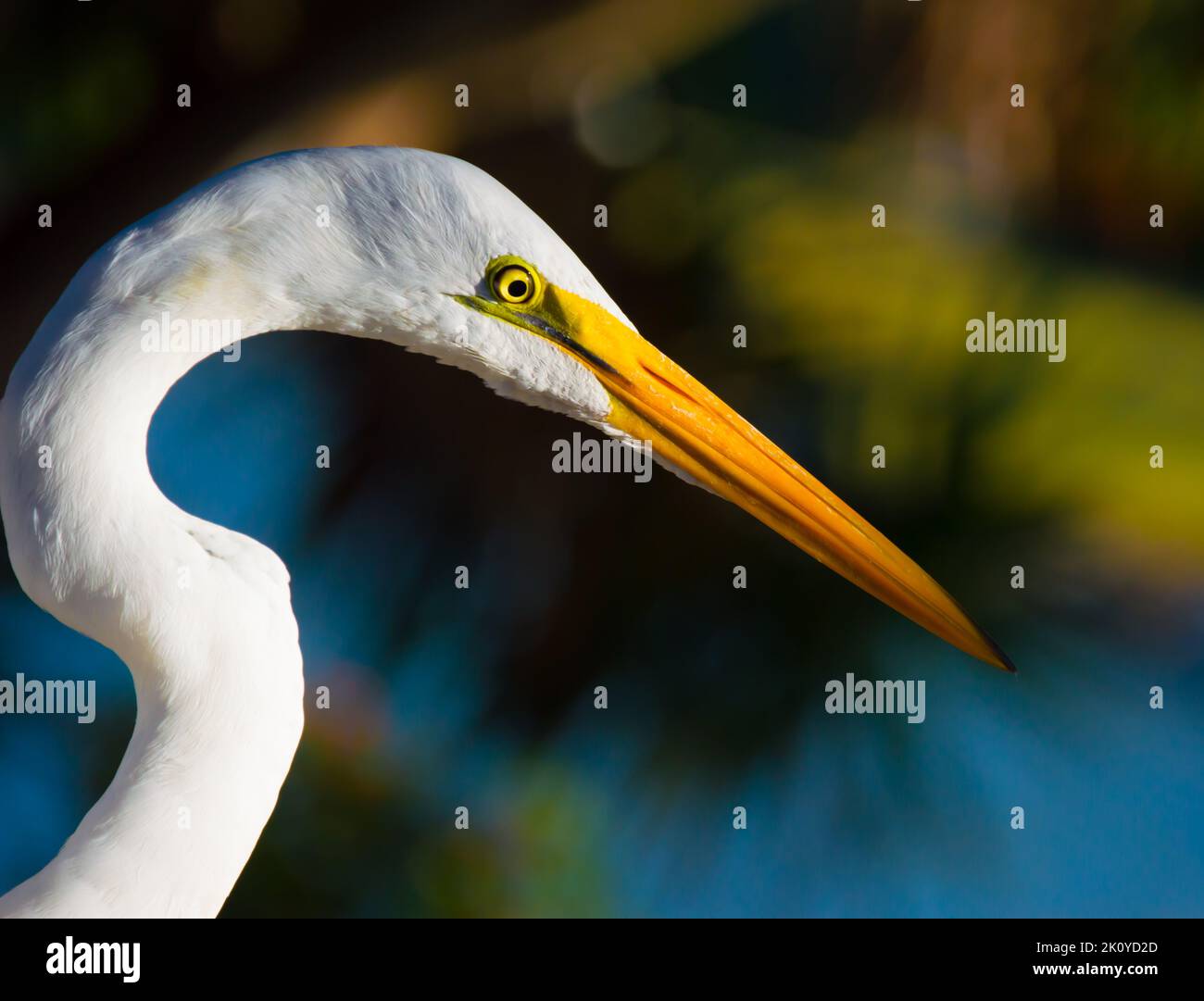 Vista laterale di un grande Egret di fronte a sfondo colorato. Foto Stock