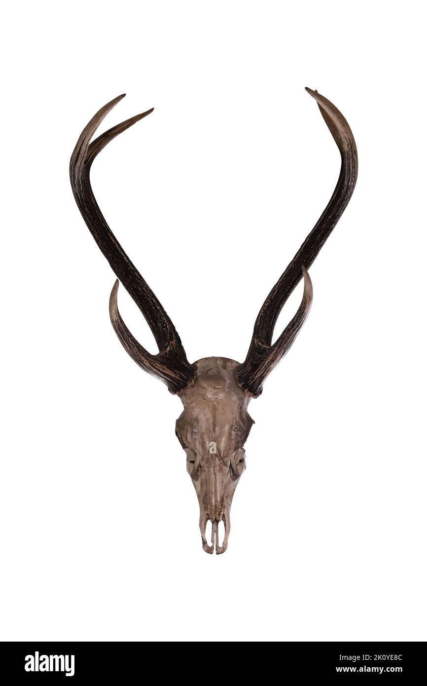 Le corna di cervo isolate su uno sfondo bianco includono il tracciato di ritaglio. Foto Stock
