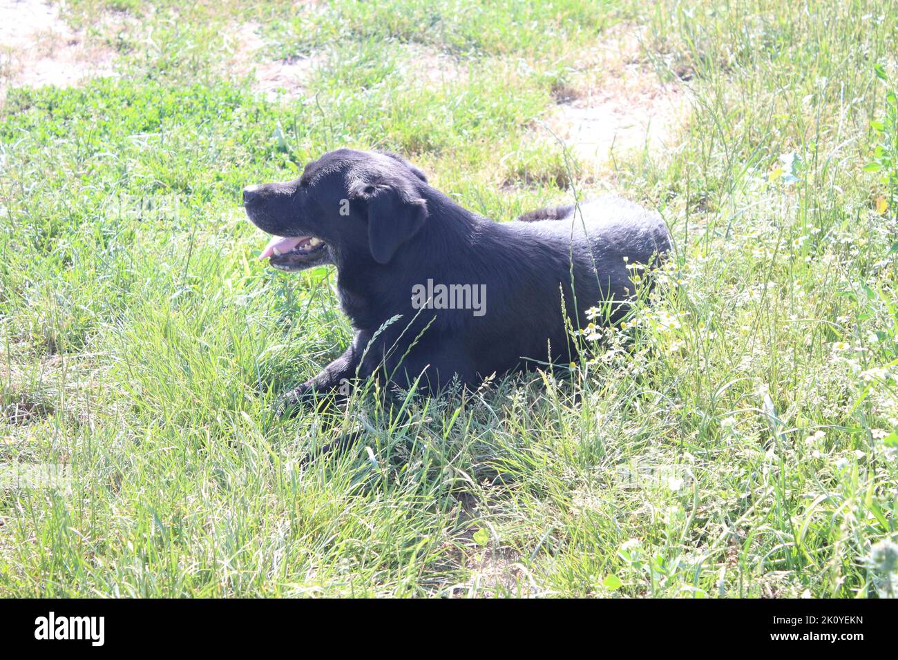 Labrador Retriever. Cane nero. Foto di animali. Mammifero. Animale domestico rilassante. Luce diurna. Primo piano. Macro Fotografia. Ambiente naturale. Erba verde. Foto Stock