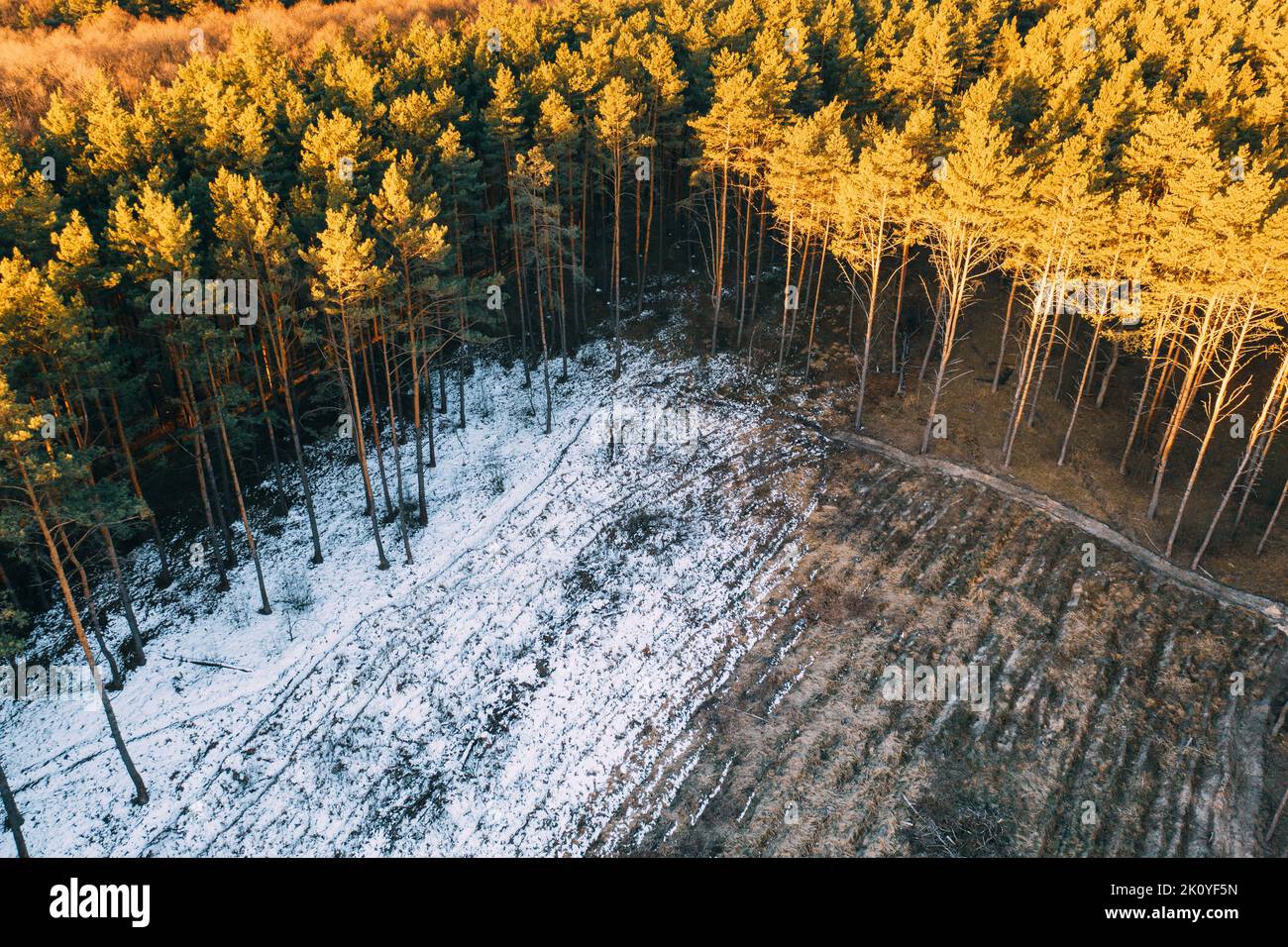 Vista aerea di alberi di conifere Foresta verde nel paesaggio all'inizio della primavera. Inverno in arrivo. Pineta in zona deforestazione Paesaggio. Vista drone Foto Stock
