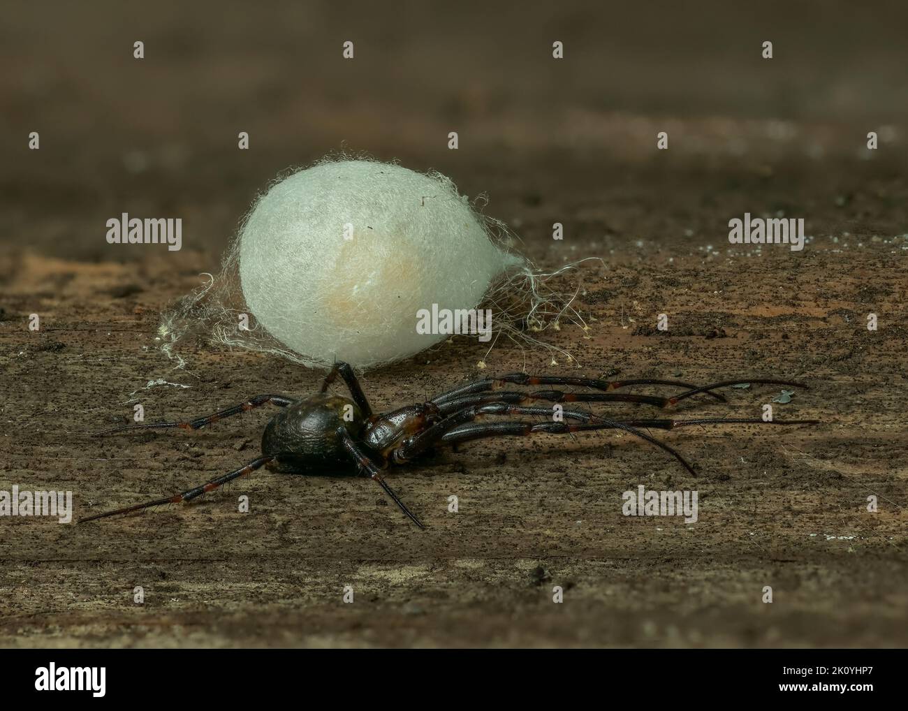 Cave Spider (Meta menardi) con sacco per uova sul coperchio di bidone di compost in legno, Dumfries, SW Scotland Foto Stock