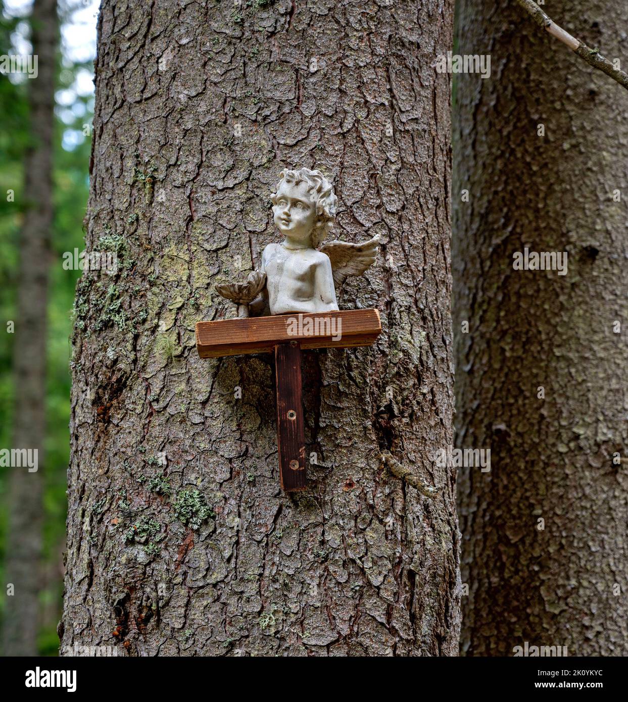 Busto di un piccolo angelo di ceramica fissato sul tronco di un albero di conifere nella foresta, Austria Foto Stock