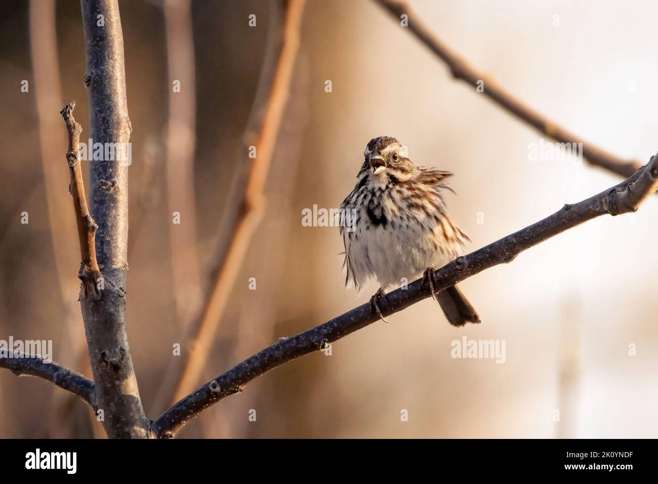 Passero piccolo brano arroccato su un ramo cantare Foto Stock