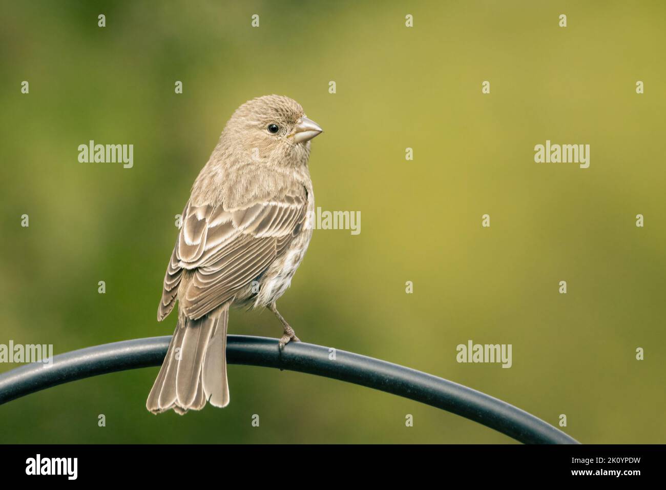 Piccola femmina casa finch appollaiata nel mio giardino su sfondo verde sfocato Foto Stock