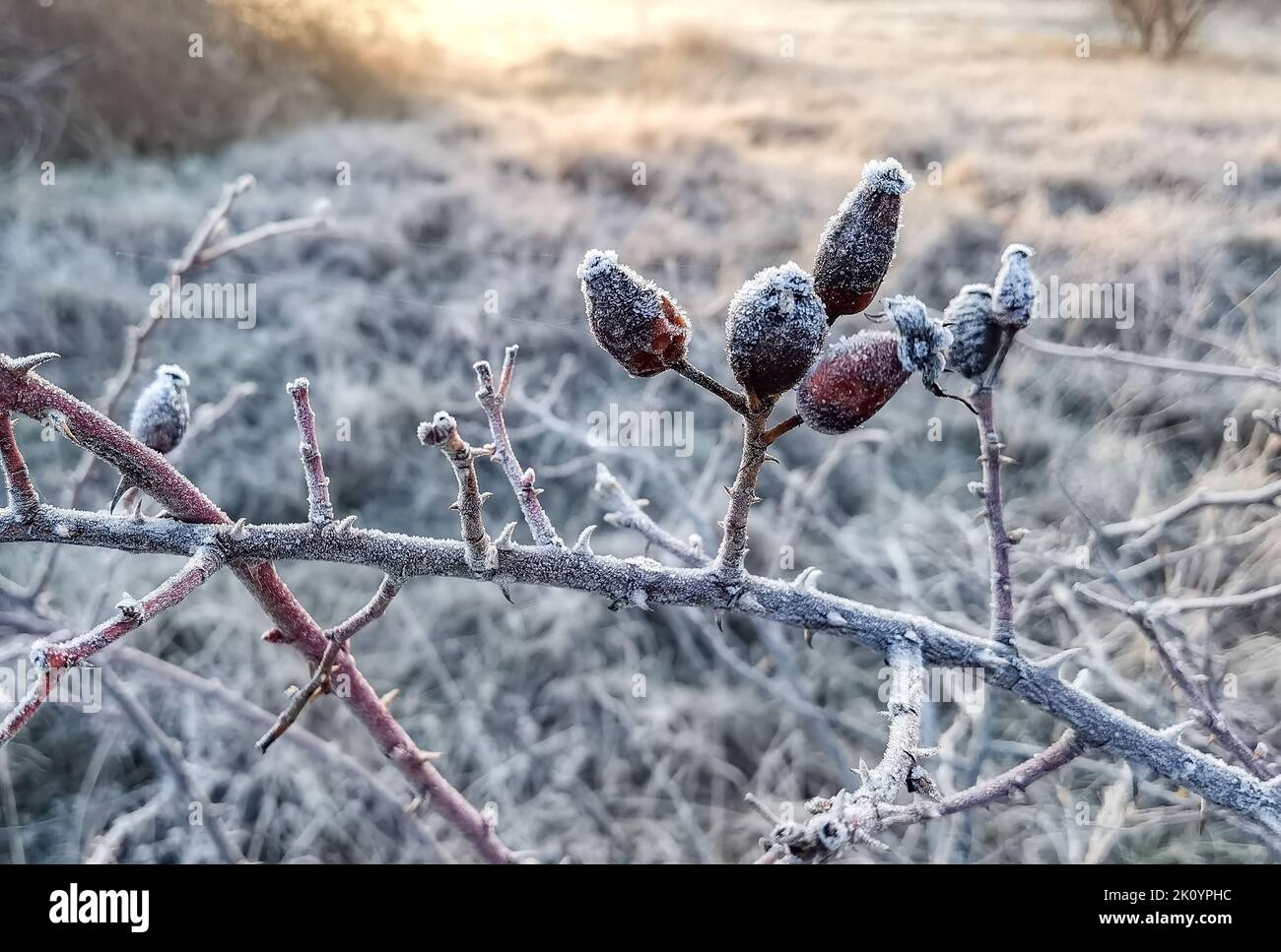 Fianchi di rosa congelati sul campo in inverno. Sfondo sfocato Foto Stock