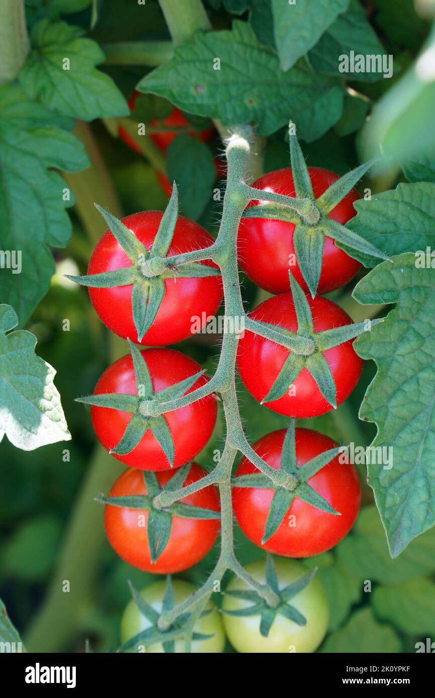 Pomodori maturi rossi su un cespuglio in giardino o serra Foto Stock