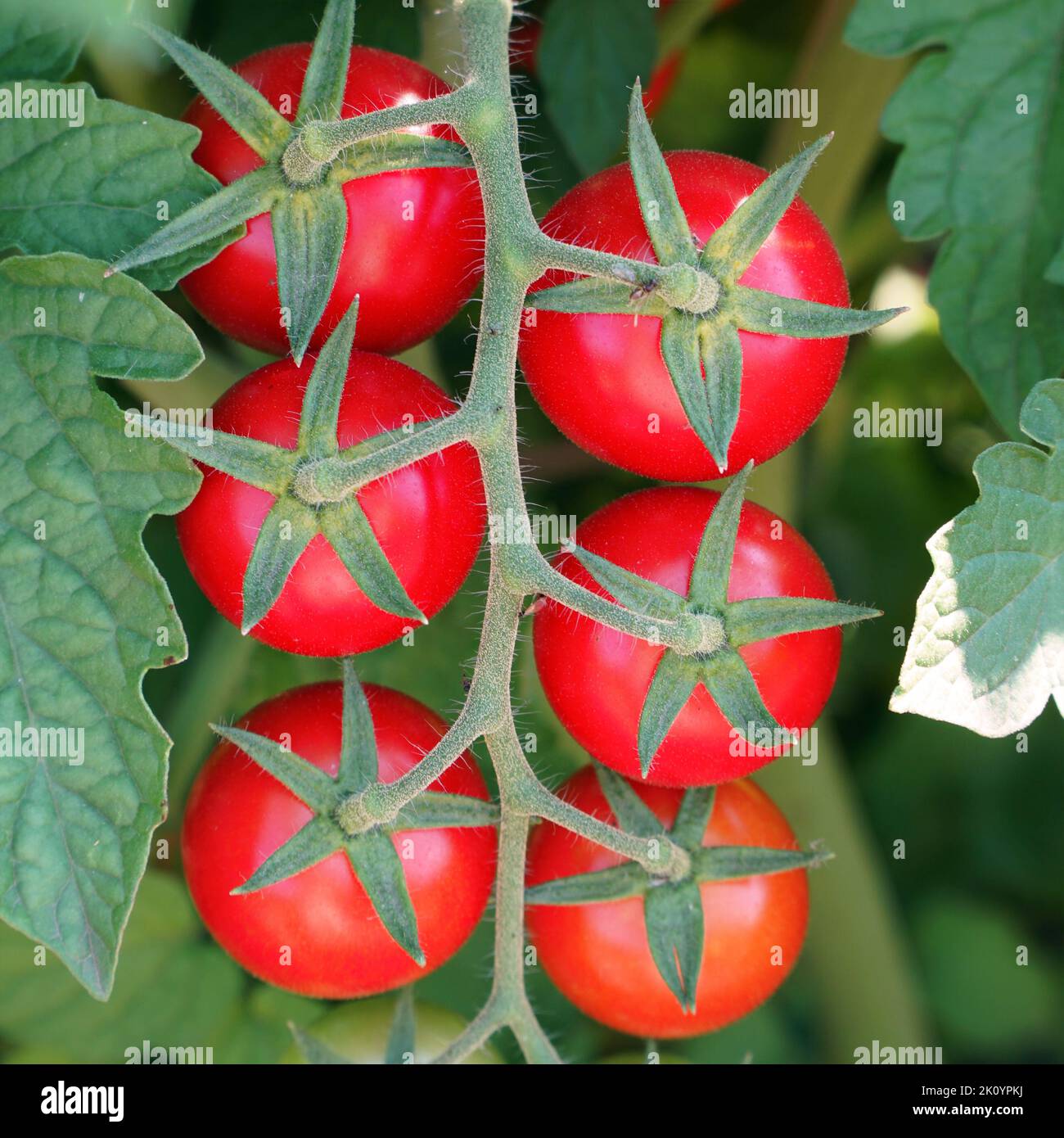 Pomodori maturi rossi su un cespuglio in giardino o serra Foto Stock