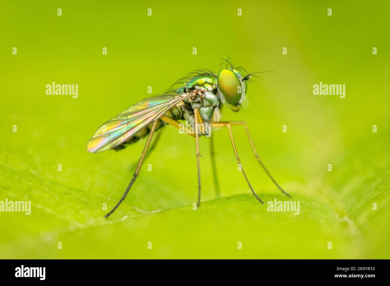 Piccola mosca a zampe lunghe che riposa su uno sfondo verde sfocato Foto Stock