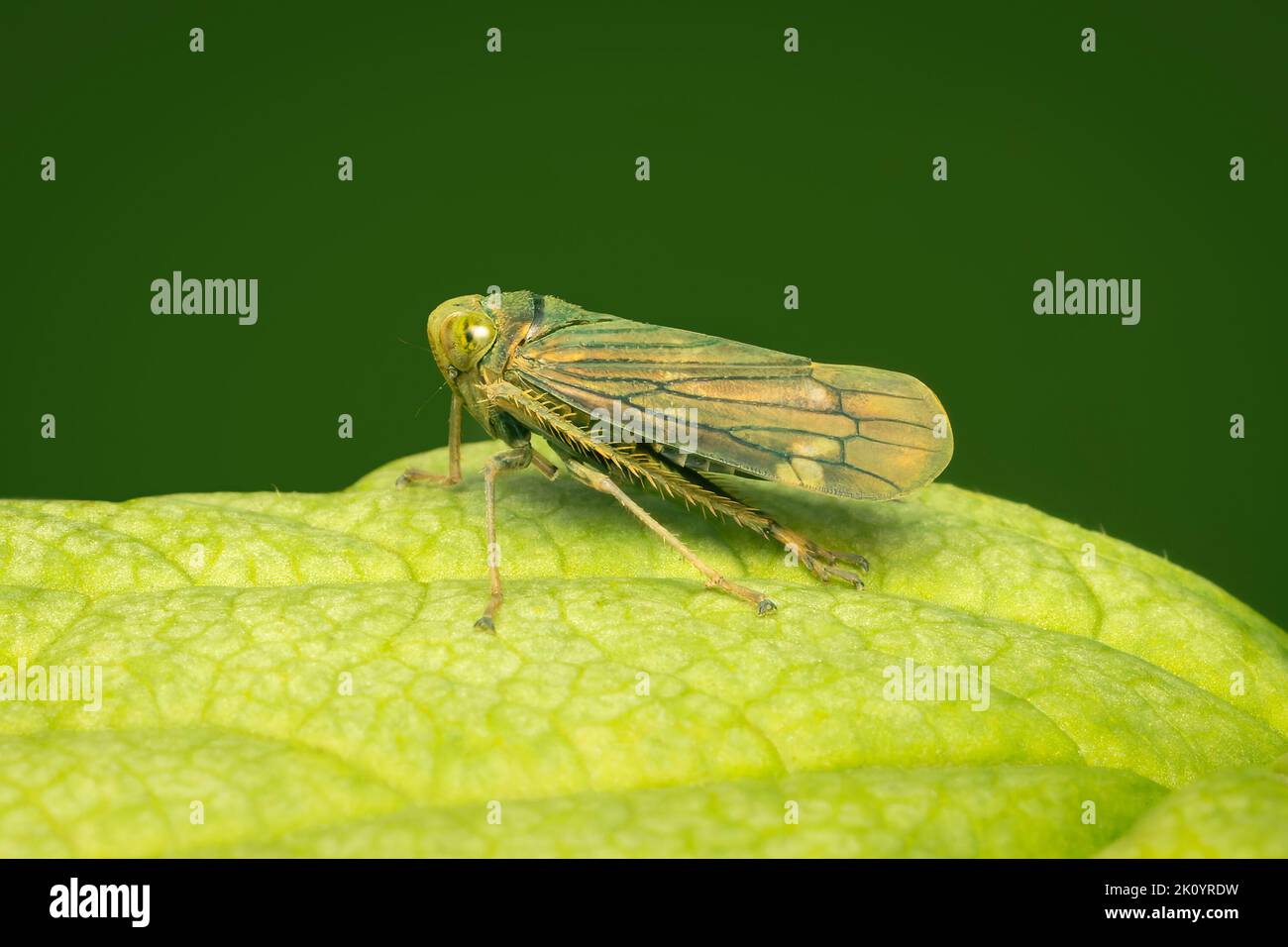 Piccola tramoggia appoggiata su una foglia verde con spazio di copia Foto Stock