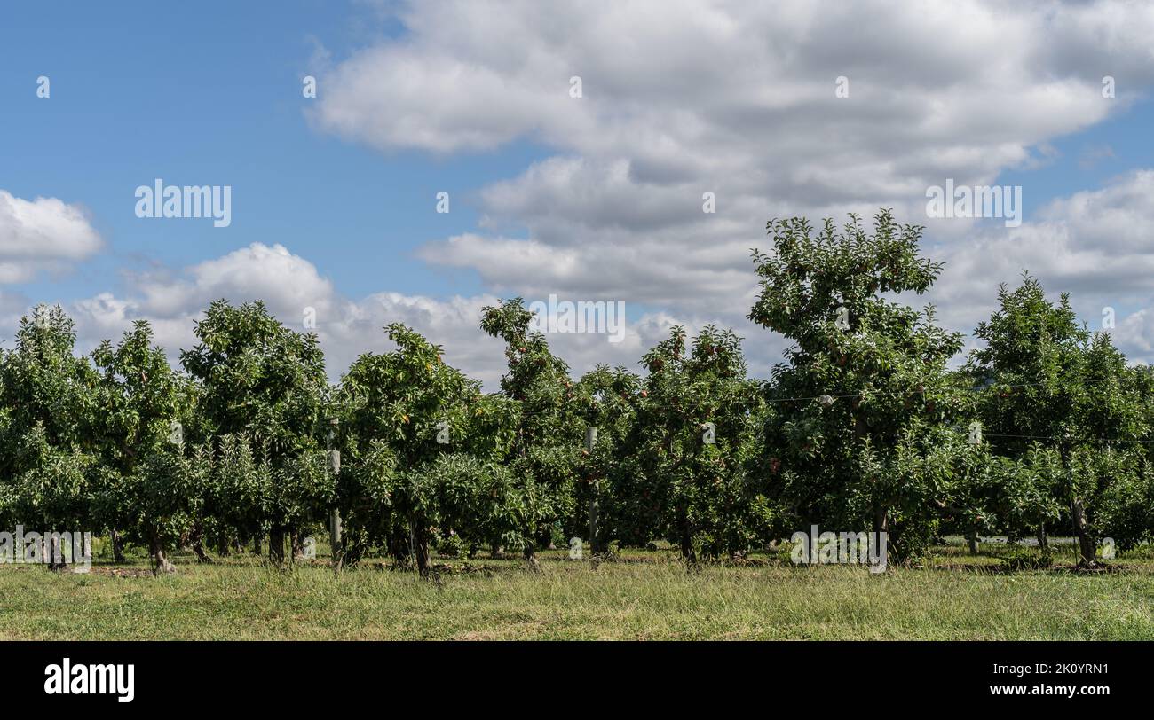 File di meli con sfondo blu al frutteto nella contea di Lancaster, Pennsylvania Foto Stock