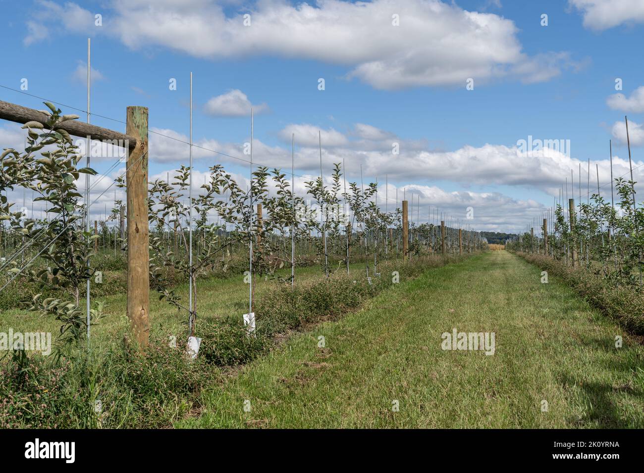 Alberi di mele appena piantati a frutteto in rurale, Pennsylvania Foto Stock